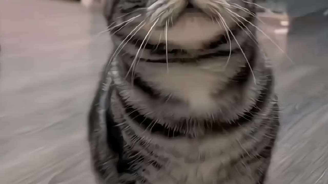 Funny and Cute Cats Videos #330