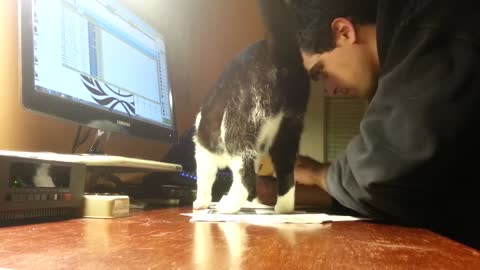 Cat vs homework