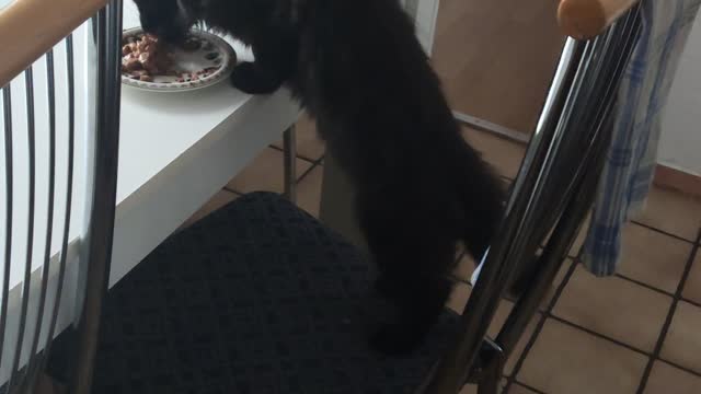 Maine coon eats like a human