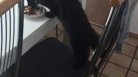 Maine coon eats like a human