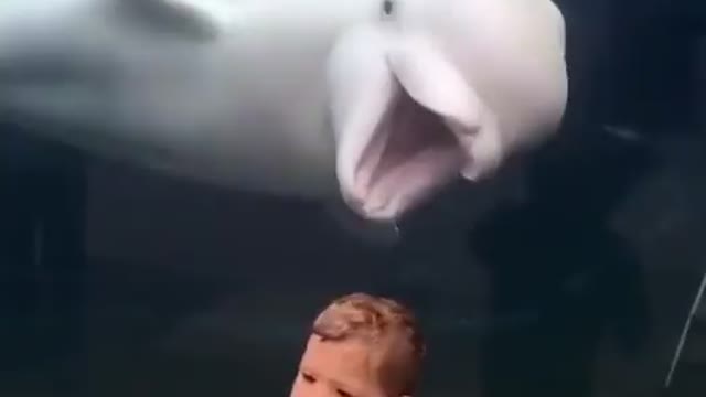 A JOKER WHİTE WHALE