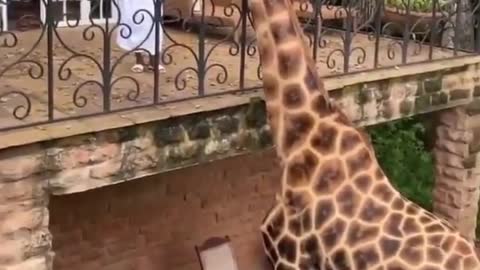 You can easily feed giraffe food while standing on the second floor.