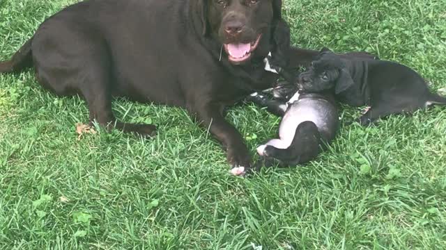 Big Chocolate loves pups