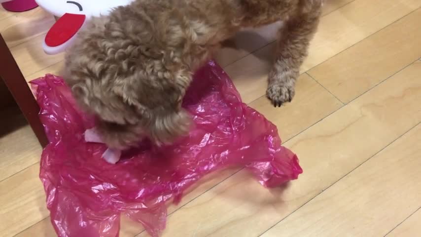 Puppies who prefer raw food rather than feed