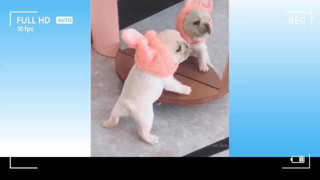 Funny dog video. 🐕