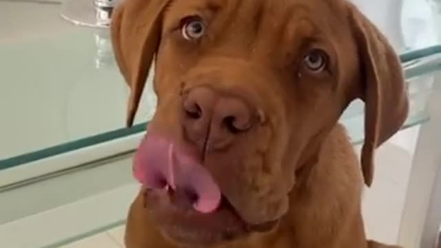 Funny dog animaux