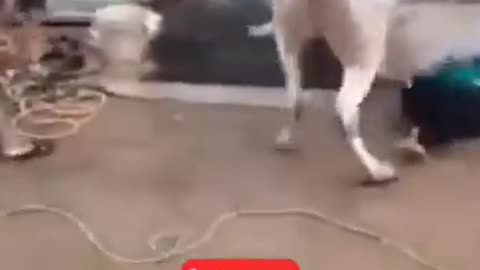 #cow#angrycow