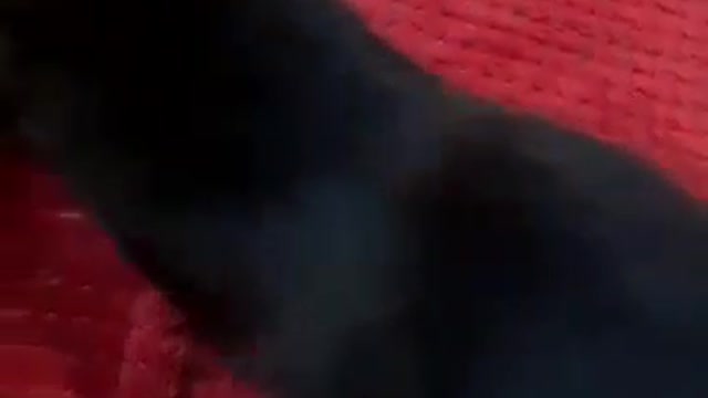 Сuteoo/ kitten and corn stick