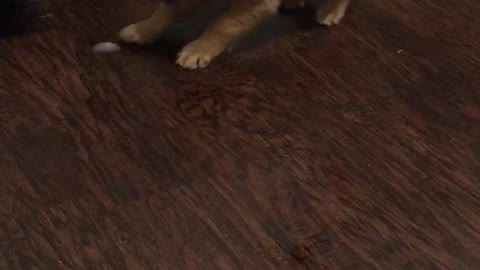 Puppy trying to eat ice from the floor but cant