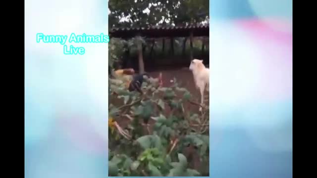 Funny animals videos