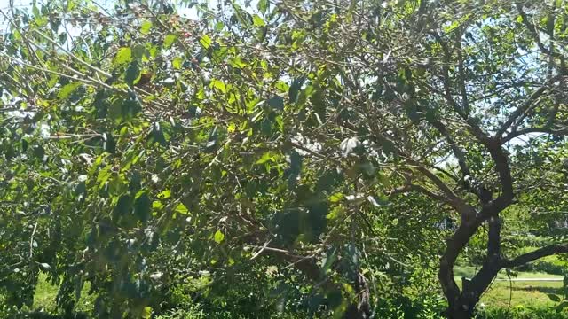 The fruit on this tree is small and red