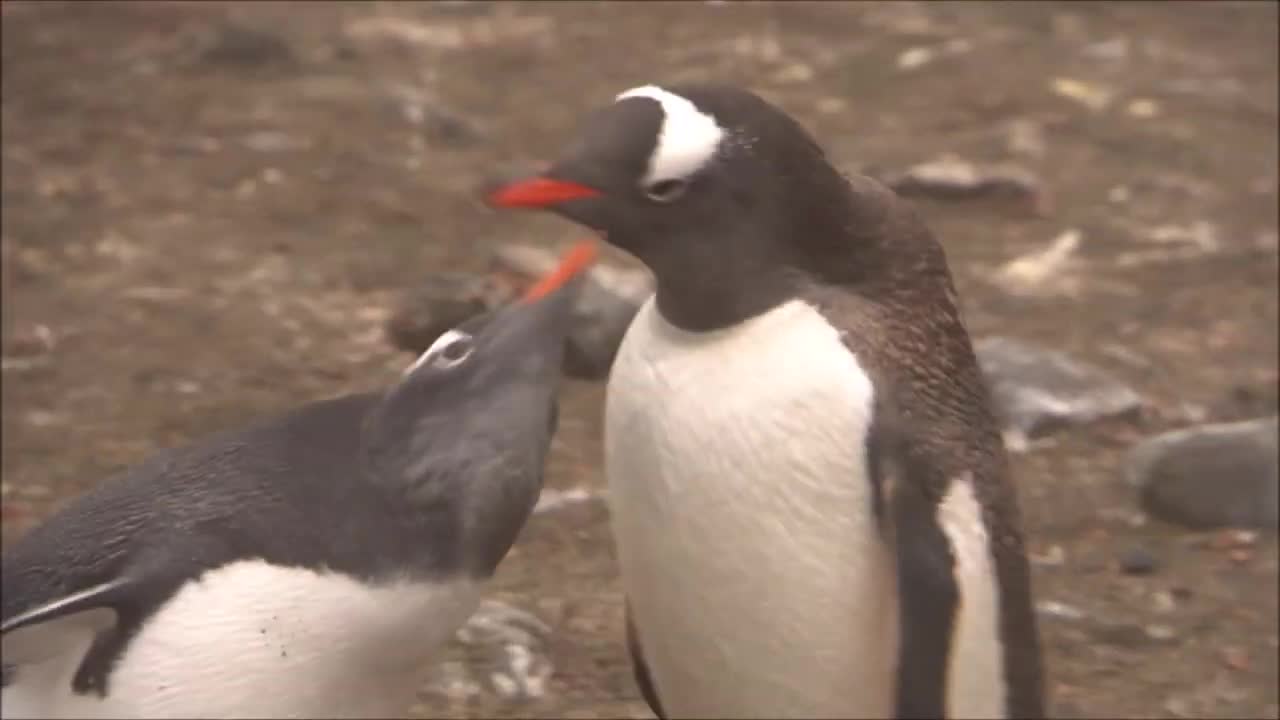 Gentoo Penguins feeding there Chicks at Aitcho Island