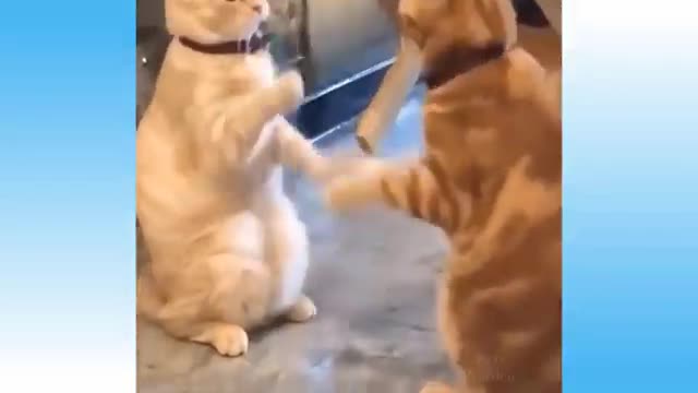very crazy pets kkkk