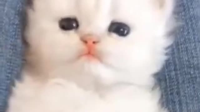 Cat dance video funny||bes dans or cat funny moments
