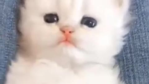 Cat dance video funny||bes dans or cat funny moments