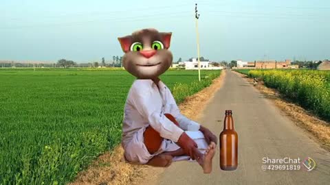 Cat comedy video