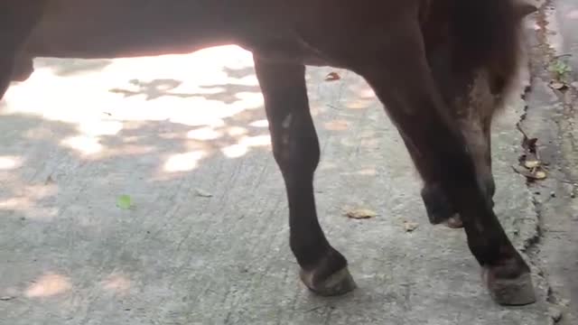 The horse is tickling itself