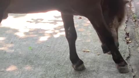 The horse is tickling itself