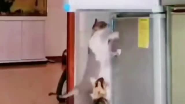 funny cats