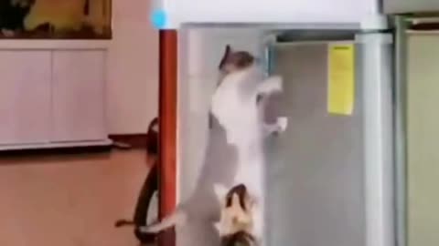 funny cats