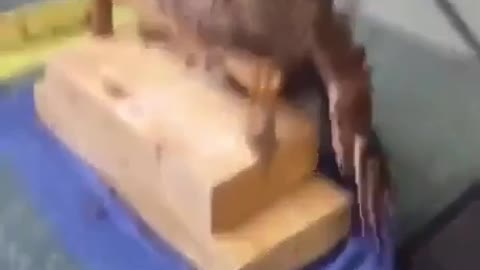 Owl intoxicated by massage