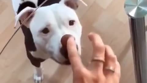Latest Funny dog videos