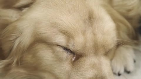 Dog short film