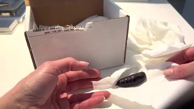 Unboxing Imperial Moth Pupae