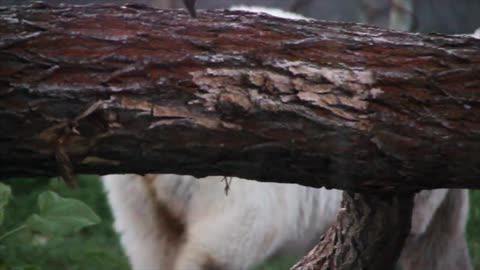wild polar bear slow motion