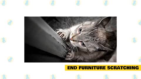 Cat training 101 Tips and tricks