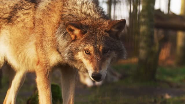 The beauty of the brown wolf