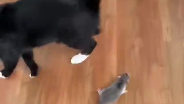 Funny animal Video