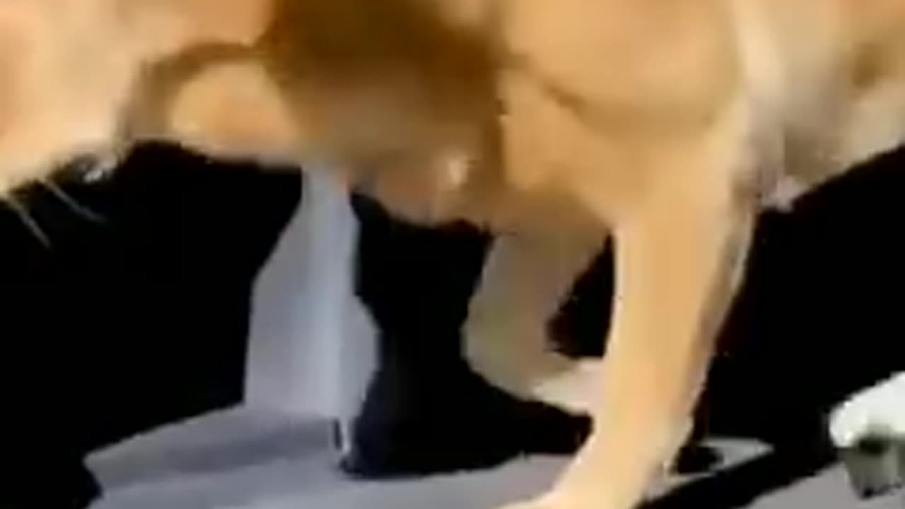 Cute and funny Animal video