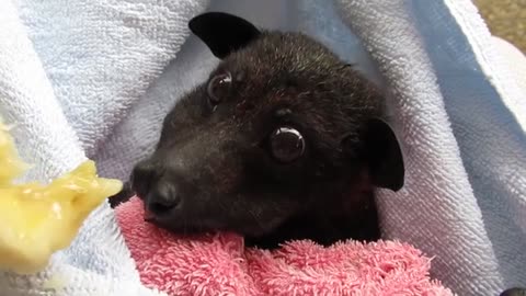 Rescue Bat enjoys a banana