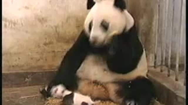 la maman panda a peur