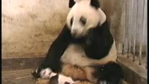 la maman panda a peur