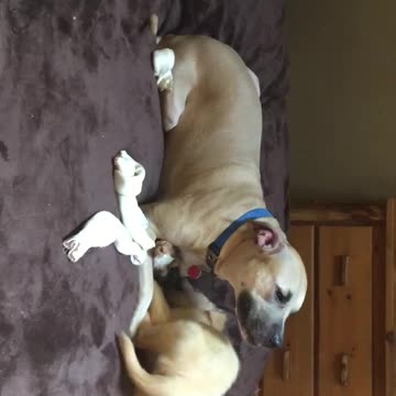 While trying to get the chewy from Big Sis puppy falls off the bed expression Priceless.