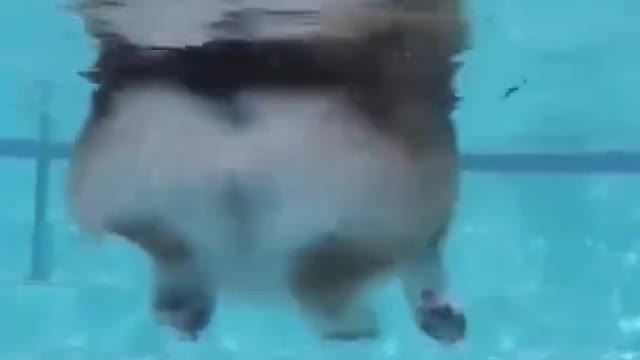 Funny And Cute Corgi Swimming || Cute Corgi