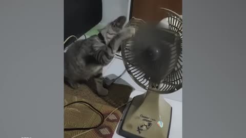 Best Of The 2024 Funny Animal Videos