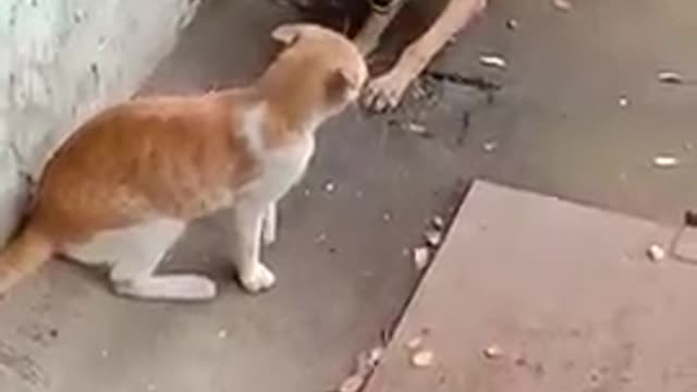 New Video Kutta Billi Love 2022 Very Nice