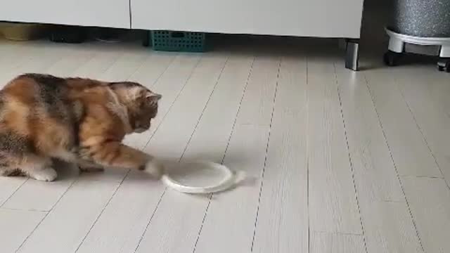 cat turning the lid