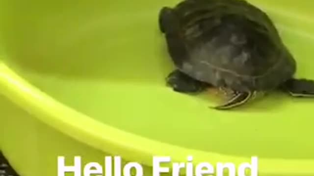 Man with turtle in green tub on subway