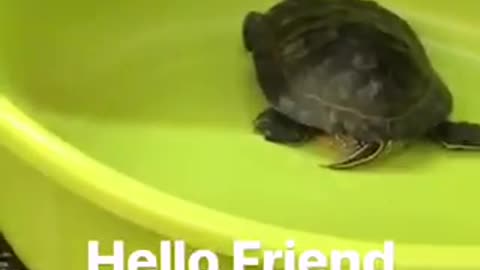 Man with turtle in green tub on subway