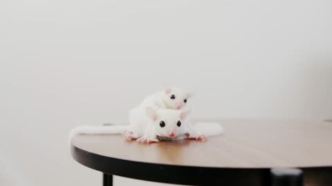 the best mice