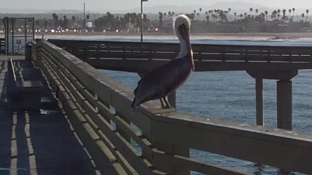 Pelican at Ocean Beach Pier