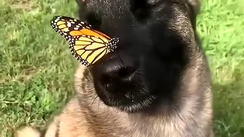 Good morning from puppies and butterflies