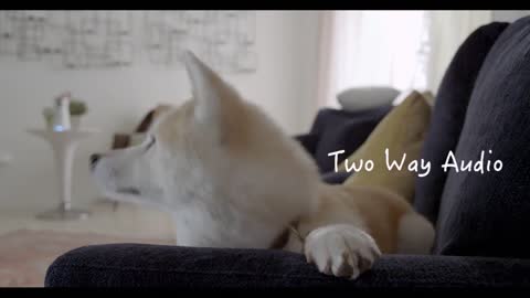 The #1 Best Gift for Dogs # Furbo Dog Camera