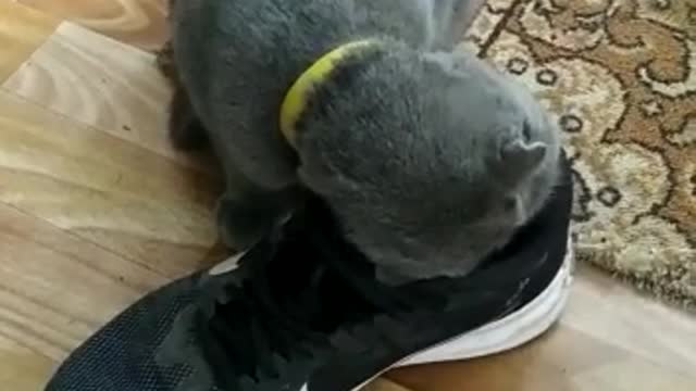 Cat in a shoe