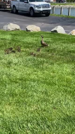 Baby ducks...again