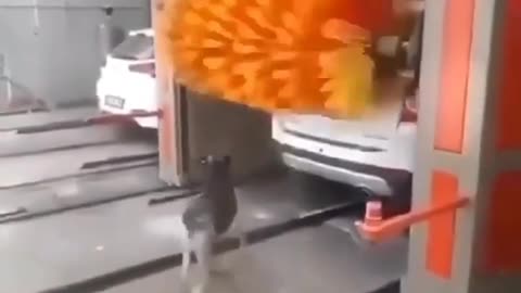 watch how the dog is cleaning its body